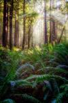 Oregon Redwoods
