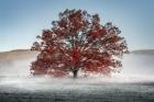 Red Oak in the Mist