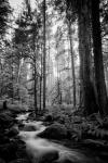 Woodland Cascades B&W