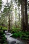 Woodland Cascades