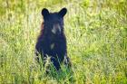 Black Bear Cub In the Sun