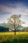 Spring Glow in Cades Cove