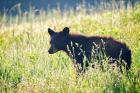 Black Bear Cub