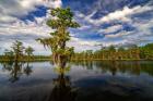 Atchafalaya Afternoon II