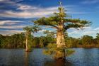 Atchafalaya Afternoon