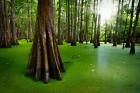 Cypresses on Chicot Lake