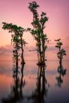 Pink Twilight on Lake Maurepas