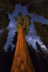 Sequoia Gen Sherman
