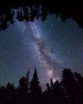 Montana Sky Trees