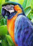 Macaw