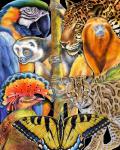 Collage Rainforest Animals