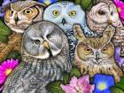 Owls