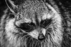 The Raccoon - Black & White