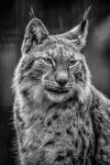 Lynx in the Rain - Black & White