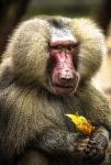 Baboon