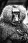 Baboon  Black & White