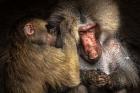 Baboon II