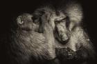 Baboon II Sepia