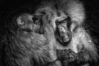 Baboon II Black & White