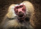 Baboon III