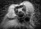 Baboon III Black & White