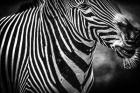 Zebra Black & White
