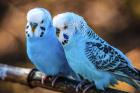 Blue Birds