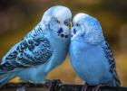 Blue Birds II