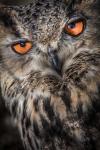 Owl Close Up