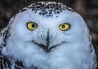 Evil Owl