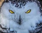 Evil Owl II