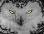 Evil Owl II Black & White