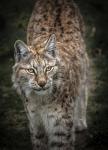 Young Lynx Looking Up