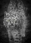 Young Lynx Looking Up - Black & White
