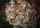 Lynx Close Up