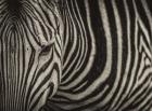Zebra Sepia