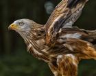 Red Kite Taking Off