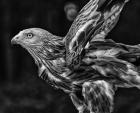 Red Kite Taking Off  - Black & White