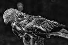 Red Kite Looking Down - Black & White