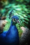 Peacock V