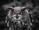 Red Eyed Owl - Black & White