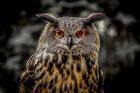Oehoe Owl