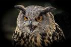 Red Eyed Owl Close Up