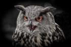 Red Eyed Owl Close Up  - Black & White