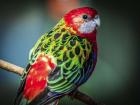 Colorfull Bird