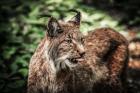 Lynx Tonque