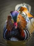 Mandarin Duck II