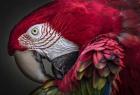Red Ara Parrot