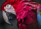 Ara Parrot Close Up II