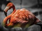 Flamingo - Black & White